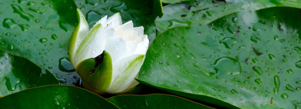 White water Lily wet leaves