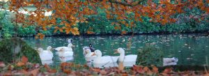 Ducks on pond and autumn leaves